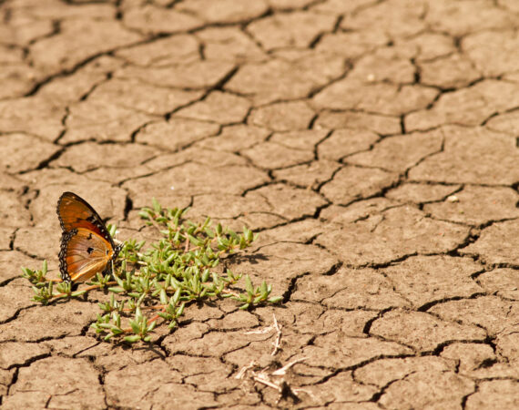 Cambio Climático y Devastación Ambiental
